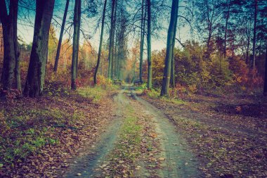 Vintage renkleri ormanında sonbahar