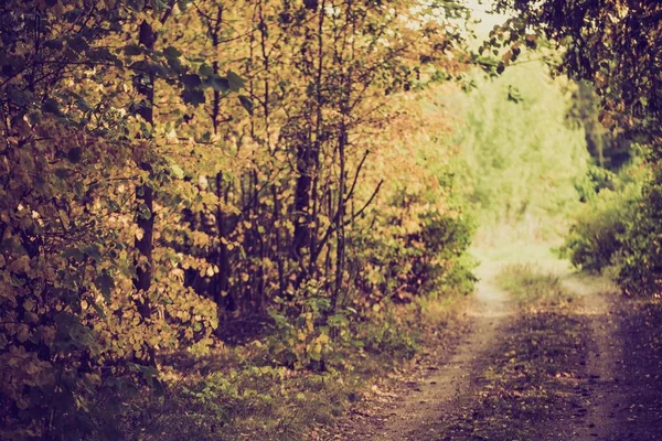 Vintage photo of sandy road in autumn forest — Stock Photo, Image