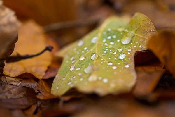 Water droplets lying on autumnal fallen leaf