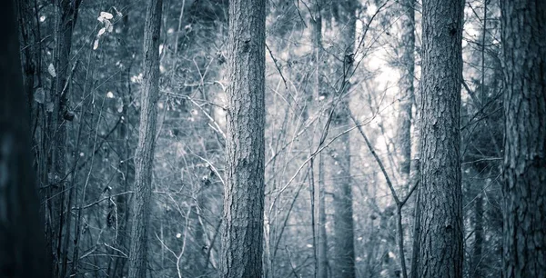 Close up de troncos de árvores assustadoras na floresta de outono — Fotografia de Stock
