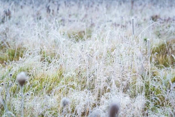 Hoarfrost on plant — Stock Photo, Image