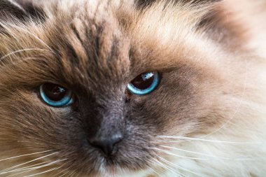 Neva Masquerade kedi yakın portre