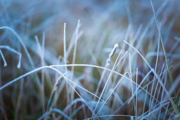 Erba glassata nella fredda giornata invernale — Foto Stock
