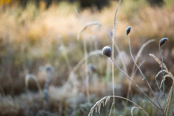 Herbe givrée au froid jour d'hiver — Photo