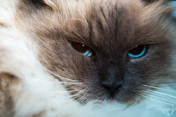 Neva Maskerade Katze schließen Porträt — Stockfoto