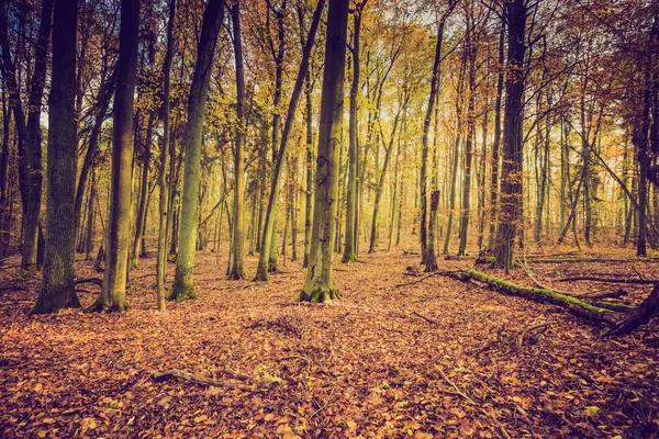 Falla skog i vintage färger — Stockfoto