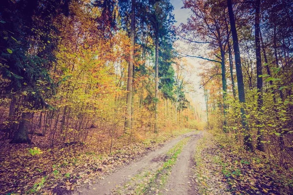 Herbstwald in Vintage-Farben — Stockfoto