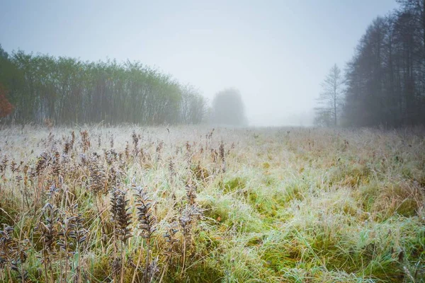 Frosty morning landscape — Stock Photo, Image