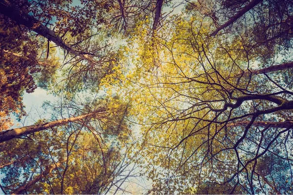 Herfst bos in vintage kleuren — Stockfoto