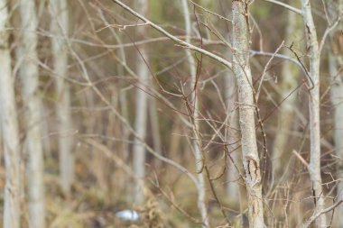 Küçük yaprak döken ağaçların gövdeleri