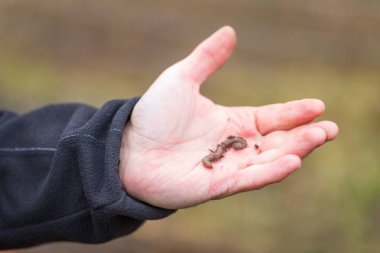 Adam el ile solucan.