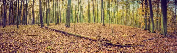 Foresta autunnale in colori vintage — Foto Stock