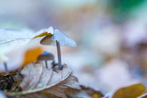 Macro of small uneatable mushrooms growing in autumn forest — Stock Photo, Image