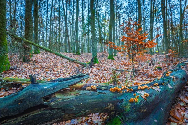 Vackra vilda hösten skogen med levande färger — Stockfoto