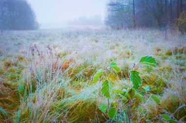 soğuk sabah manzara