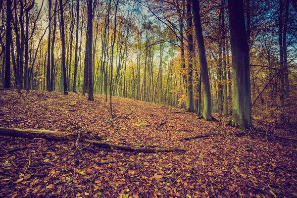 Herbstwald in Vintage-Farben — Stockfoto