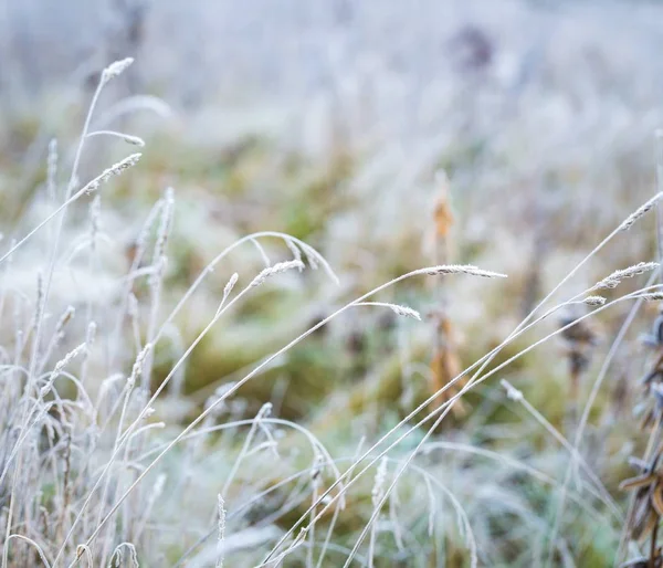 Hoarfrost su impianto — Foto Stock