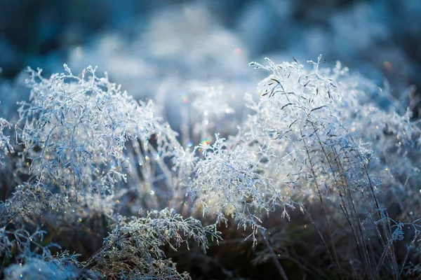 Frosted gras op koude winterdag — Stockfoto