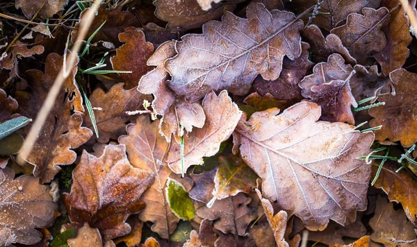 Frostad höstens löv bakgrund. — Stockfoto