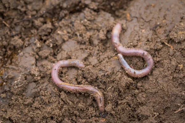 Earthworm lying on soil. — Stock Photo, Image