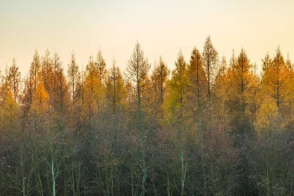 Cime degli alberi della foresta autunnale — Foto Stock