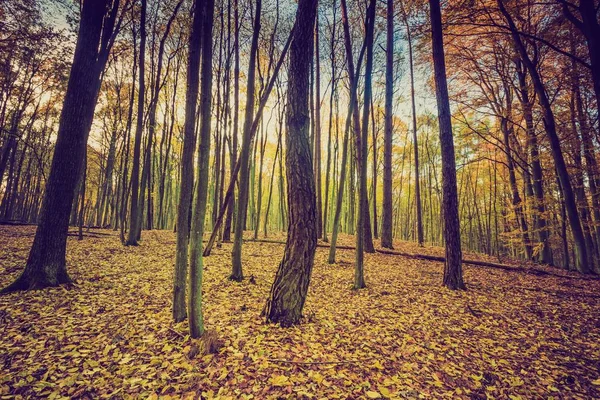 Bosque de otoño en colores vintage —  Fotos de Stock