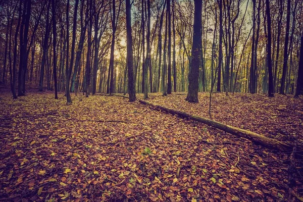 Floresta de queda em cores vintage — Fotografia de Stock