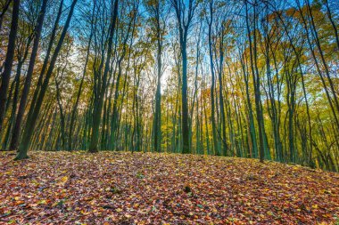 Avrupa sonbahar orman manzara