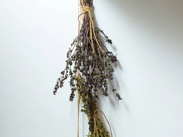 Drying herbs hanging on white wall — Stock Photo, Image