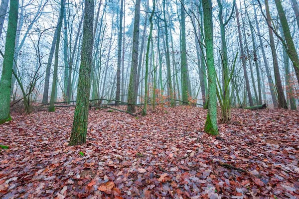 Mooie herfst bos dan — Stockfoto