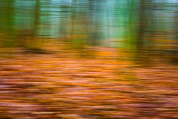 Forest abstrakt suddig bakgrund — Stockfoto