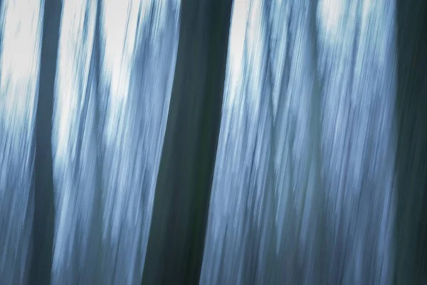 Foresta astratto sfondo sfocato — Foto Stock