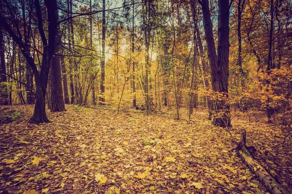 ヴィンテージの色で秋の森 — ストック写真