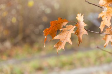Sonbaharda kuru meşe yaprakları