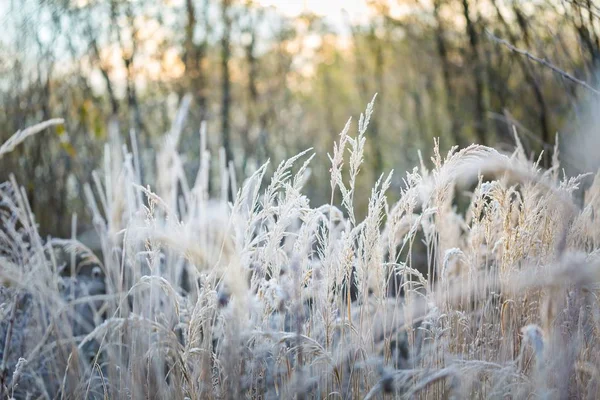 Herbe givrée au froid jour d'hiver — Photo