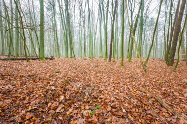 Güzel sonbahar orman landscap