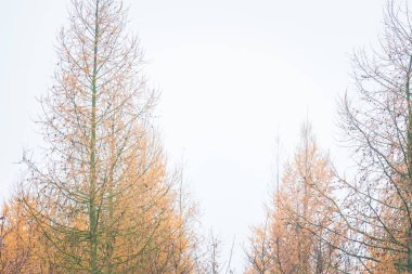 Melez (bitki) ve meşe orman ağaç başında yakın çekim