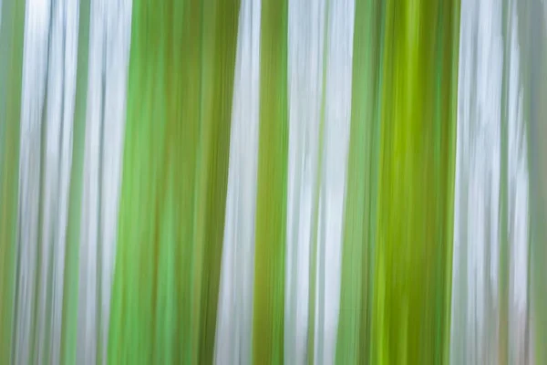 Forest abstract blurred background — Stock Photo, Image