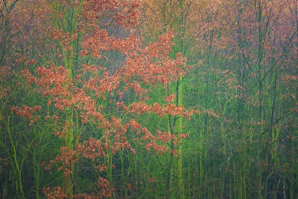 Закрытие верхушек деревьев лиственницы и дуба — стоковое фото