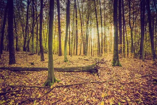 Falla skog i vintage färger — Stockfoto