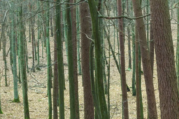 Primer plano de troncos de árboles en bosque otoñal —  Fotos de Stock