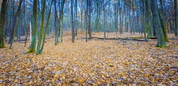 Schöner wilder Herbstwald mit leuchtenden Farben — Stockfoto