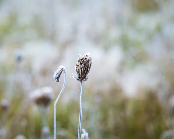 植物に霜 — ストック写真