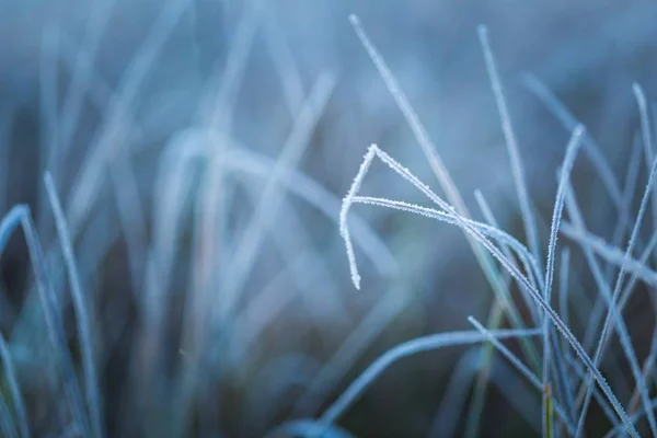 Gefrorenes Gras an kalten Wintertagen — Stockfoto