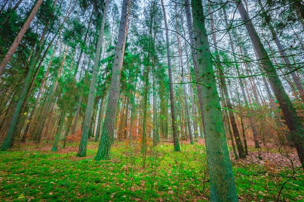 Güzel vahşi sonbahar orman canlı renkler ile — Stok fotoğraf