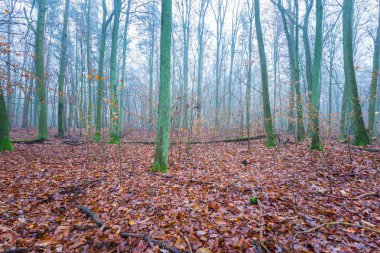 Güzel sonbahar orman landscap