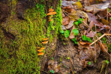 Gövde üzerinde büyüyen ağaç hub