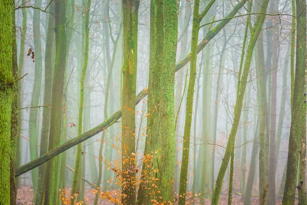 Schöne herbstliche Waldlandschaft — Stockfoto