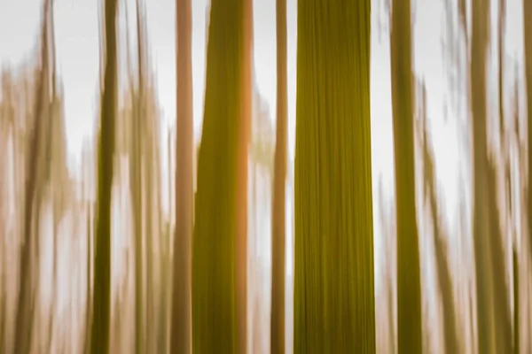 Erdő absztrakt elmosódott háttér — Stock Fotó
