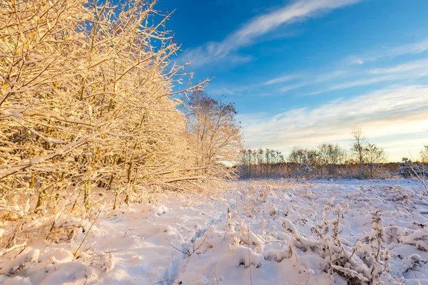 Snow covered countryside with trees — Stock Photo, Image
